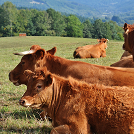 Parc Naturel Régional des MILLEVACHES, à quelques dizaines de kms du gîte